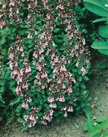 Teucrium lucidrys P9 - afbeelding 2