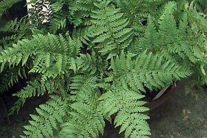 Polystichum setiferum 'Dahlem' P9 - afbeelding 1