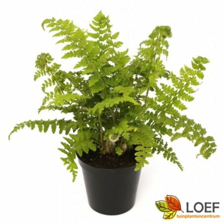 Polystichum setiferum 'Dahlem' P9 - afbeelding 2