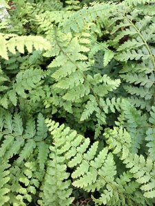 Polystichum setiferum 'Dahlem' P9 - afbeelding 4