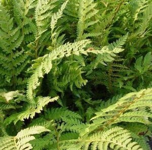 Polystichum setiferum 'Dahlem' P9 - afbeelding 5