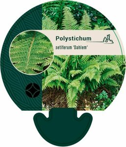 Polystichum setiferum 'Dahlem' P9 - afbeelding 6