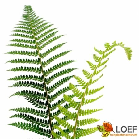 Polystichum setiferum 'Dahlem' P9 - afbeelding 3