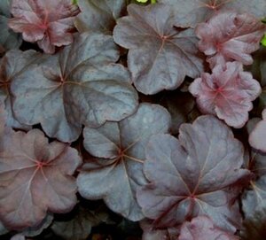 Heuchera 'Obsidian' C2 - afbeelding 2