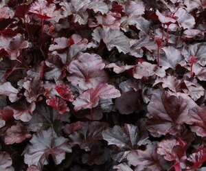 Heuchera 'Obsidian' C2 - afbeelding 3