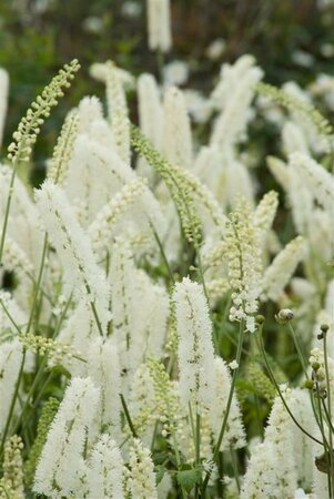 Actaea simplex 'White Pearl' C2 - afbeelding 4