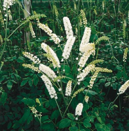 Actaea simplex 'White Pearl' C2 - afbeelding 3