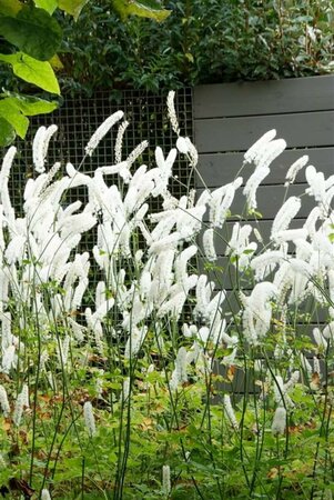 Actaea simplex 'White Pearl' C2 - afbeelding 2