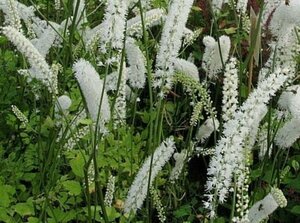 Actaea simplex 'White Pearl' C2 - afbeelding 1