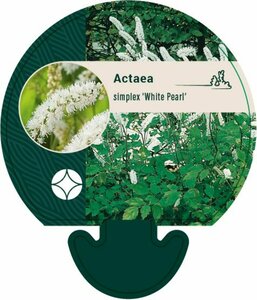 Actaea simplex 'White Pearl' C2 - afbeelding 6