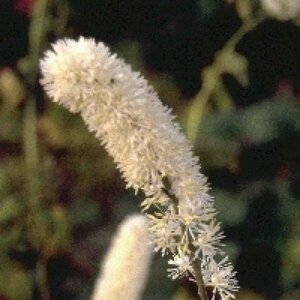 Actaea simplex 'White Pearl' C2 - afbeelding 5