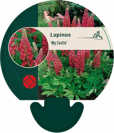 Lupinus 'My Castle' P9