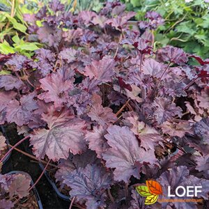 Heuchera 'Binoche' P9 - afbeelding 1