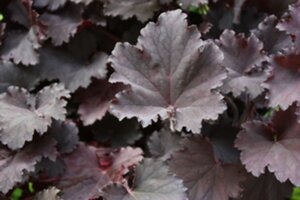 Heuchera 'Binoche' P9 - afbeelding 3