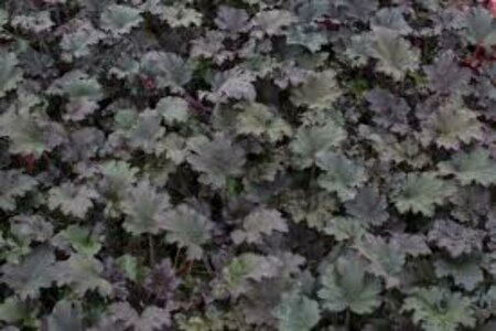 Heuchera 'Binoche' P9 - afbeelding 4