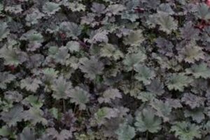 Heuchera 'Binoche' P9 - afbeelding 4