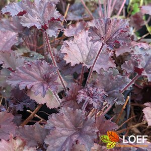 Heuchera 'Binoche' P9 - afbeelding 2