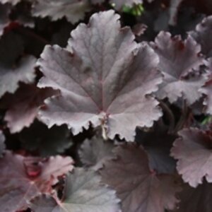 Heuchera 'Binoche' P9 - afbeelding 5