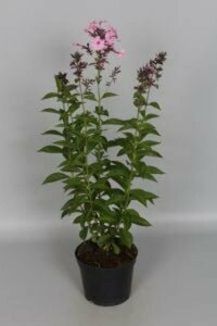 Phlox paniculata 'Herbstwalzer' P9 - afbeelding 1