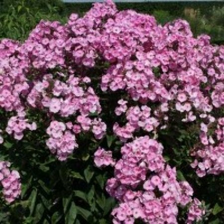 Phlox paniculata 'Herbstwalzer' P9 - afbeelding 2