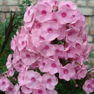 Phlox paniculata 'Herbstwalzer' P9 - afbeelding 3