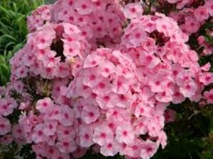 Phlox paniculata 'Herbstwalzer' P9 - afbeelding 4