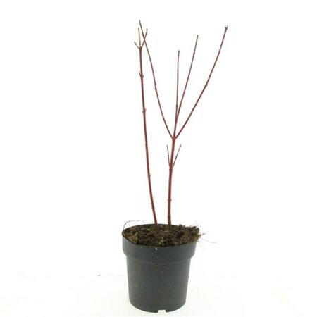 Cornus alba 'Sibirica' 125/150 C. - afbeelding 3