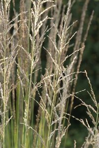 Molinia caerulea 'Moorhexe' P9 - afbeelding 5