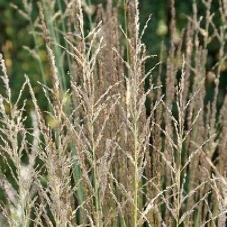 Molinia caerulea 'Moorhexe' P9 - afbeelding 3