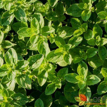 Origanum vulgare C1.5 - afbeelding 1