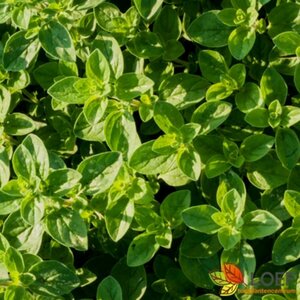 Origanum vulgare C1.5 - afbeelding 1