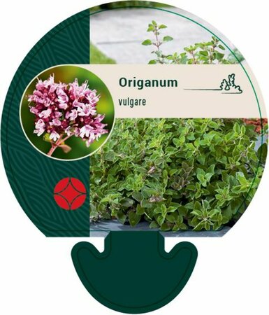 Origanum vulgare C1.5 - afbeelding 2