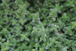 Thymus citriodorus C1.5 - afbeelding 2