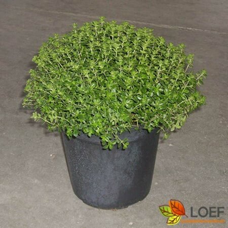 Thymus citriodorus C1.5 - afbeelding 1