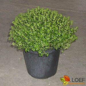 Thymus citriodorus C1.5 - afbeelding 1
