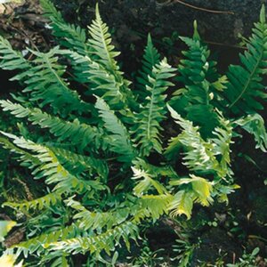 Polypodium vulgare P9 - afbeelding 3