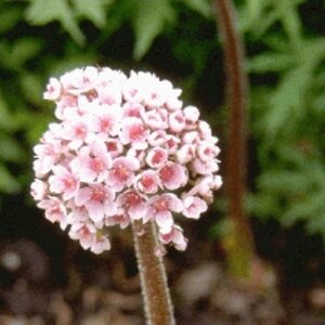 Darmera peltata P9 - afbeelding 6