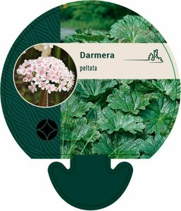 Darmera peltata P9 - afbeelding 3