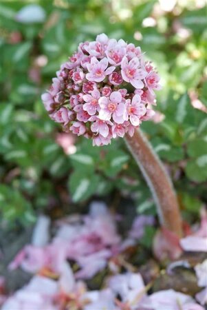 Darmera peltata P9 - afbeelding 4