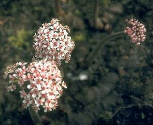 Darmera peltata P9 - afbeelding 2