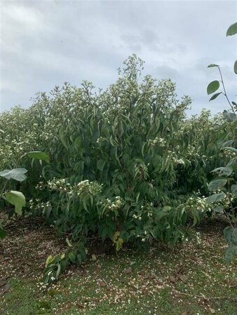 Heptacodium miconioides 200/225 DR. Meerstammig - afbeelding 2