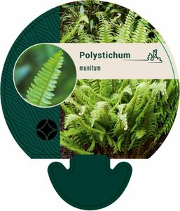 Polystichum munitum P9 - afbeelding 7