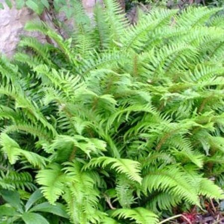 Polystichum munitum P9 - afbeelding 6