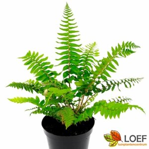 Polystichum munitum P9 - afbeelding 1