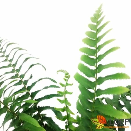 Polystichum munitum P9 - afbeelding 3