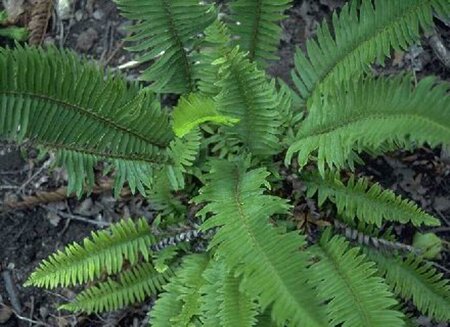 Polystichum munitum P9 - afbeelding 4