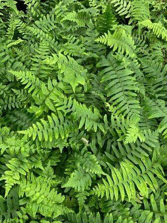 Polystichum munitum P9 - afbeelding 5