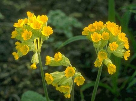 Primula veris P9 - afbeelding 1