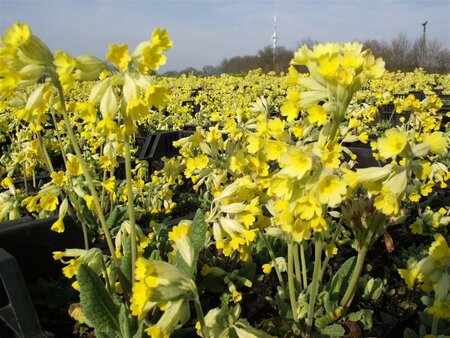 Primula veris P9 - afbeelding 3