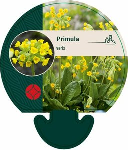 Primula veris P9 - afbeelding 2